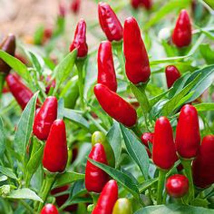 Green Chili (Imported) Seeds-Potted Plants_(30 Pcs)