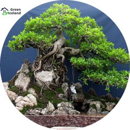 All Season Ficus Landscape Bonsai Seeds - 5 Pcs Seeds