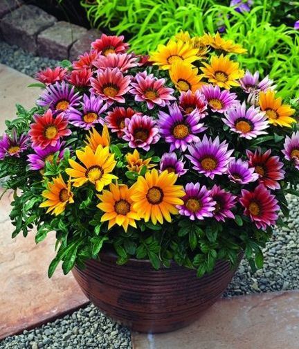 Sun flower bonsai Spring-sowed balcony potted plants & seeds - 10pcs