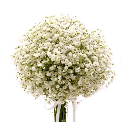 50+ Pcs All Season Rare White Gypsophila Flower Seeds (Seeds)