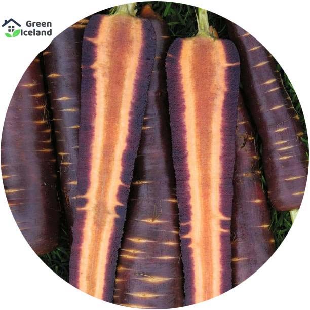 Organic Black Carrot Seeds (????? ???? ???) - 100 Pcs Seeds