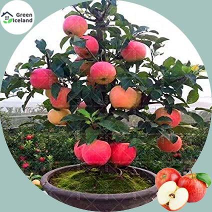 Red Apple Bonsai Seeds - 30 Pcs Seeds
