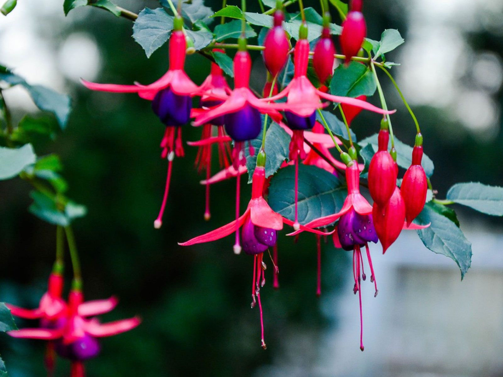 Fuchsia Flower Bonsai Seeds - 20 Pcs Seeds