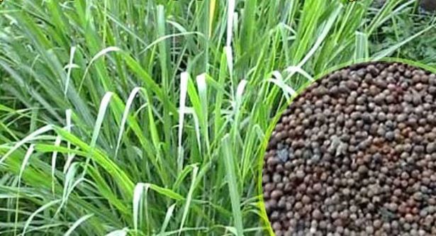 Nape r gaser seeds 2000pcs seeds (including Gift)