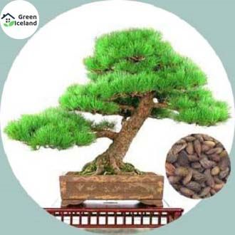 All Season Juniper Tree Bonsai Seeds - 50 Pcs Seeds