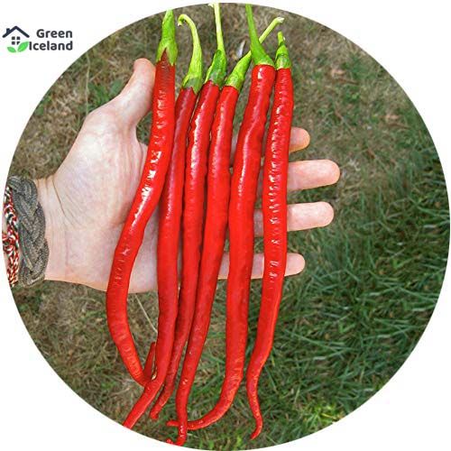Pepper Seeds Hot Chilli Pepper Bonsai Plants -10Pcs seeds