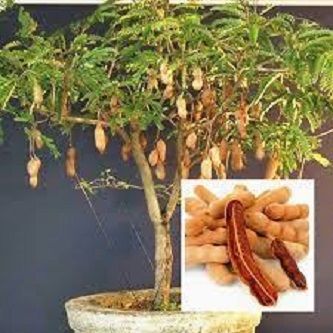 Sweet Tamarind Tree Seeds -10 Pcs seeds