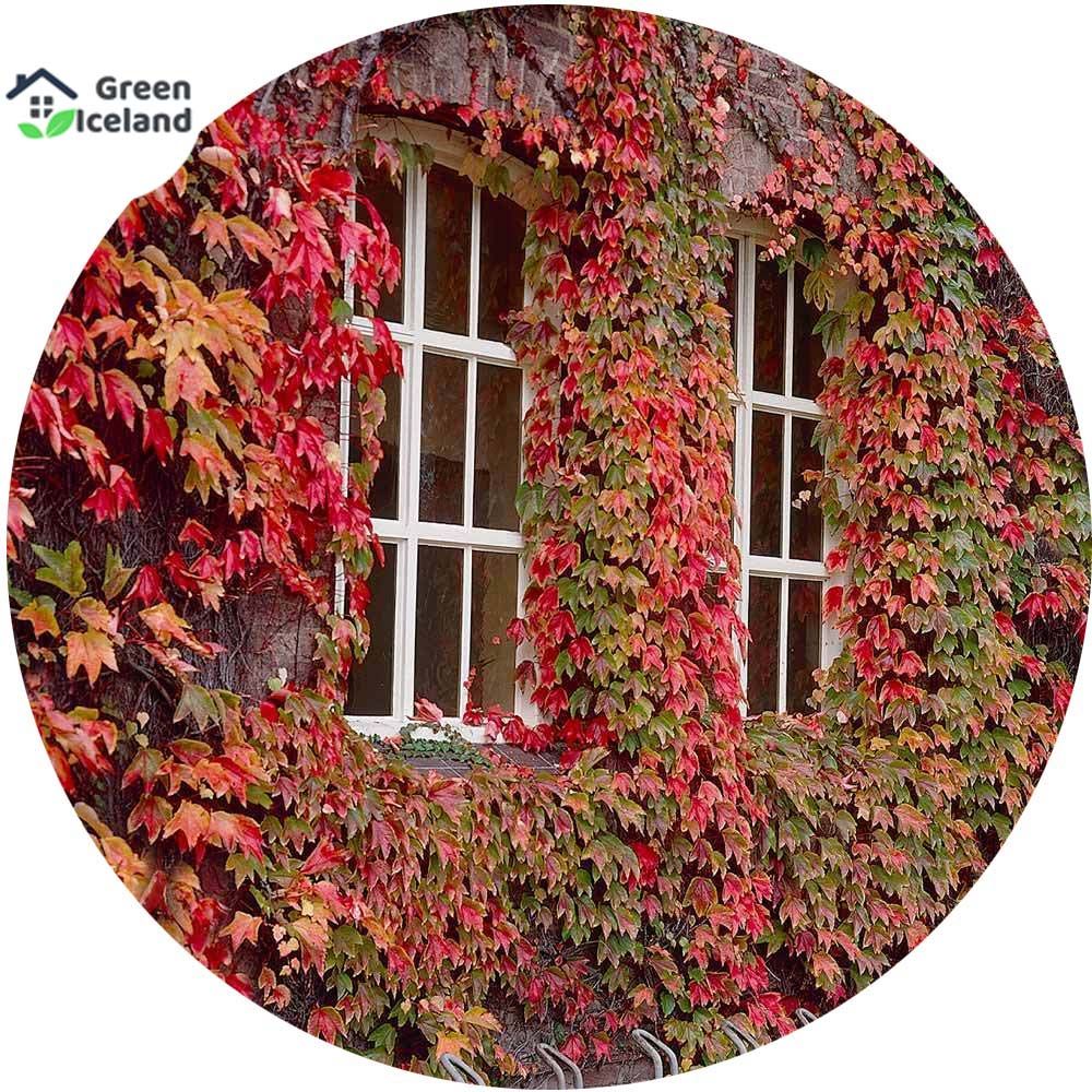 Climbing Red Creeper Flower Seeds - 10 Pcs Seeds (Imported Global Seeds)