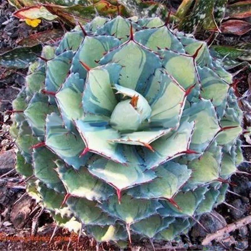 50 Pcs Lotus Succulents Seeds Mixed Rose Lithops Phedimus Plants Flowers Seed