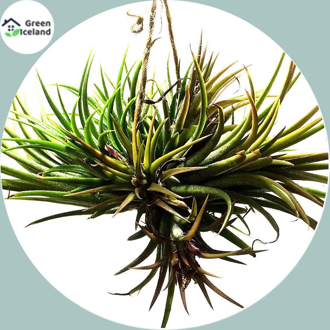 Natural Air Plant Tree Seeds - 20 Pcs Seeds