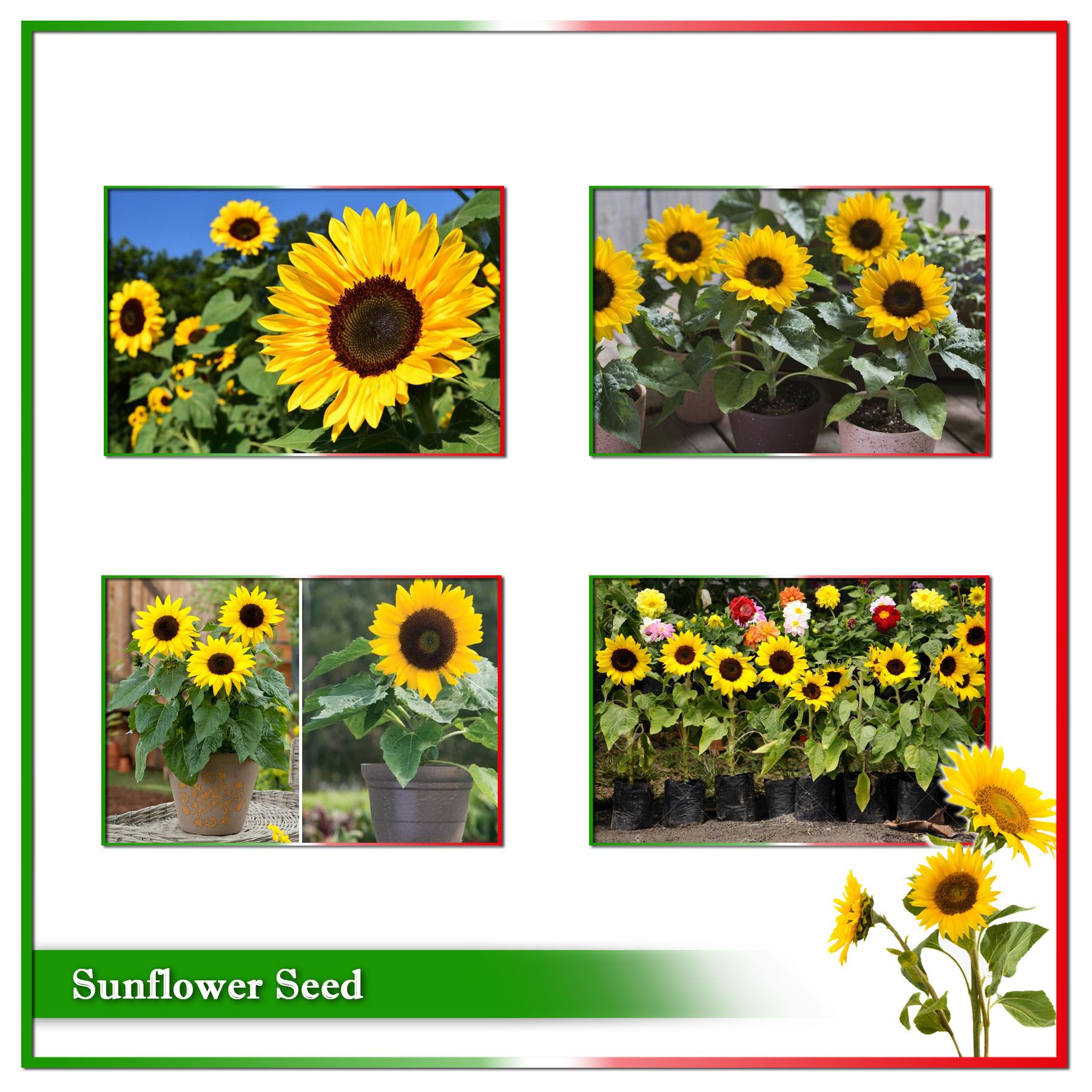 Hybrid (F1) Sunflower Seed - 30 seeds