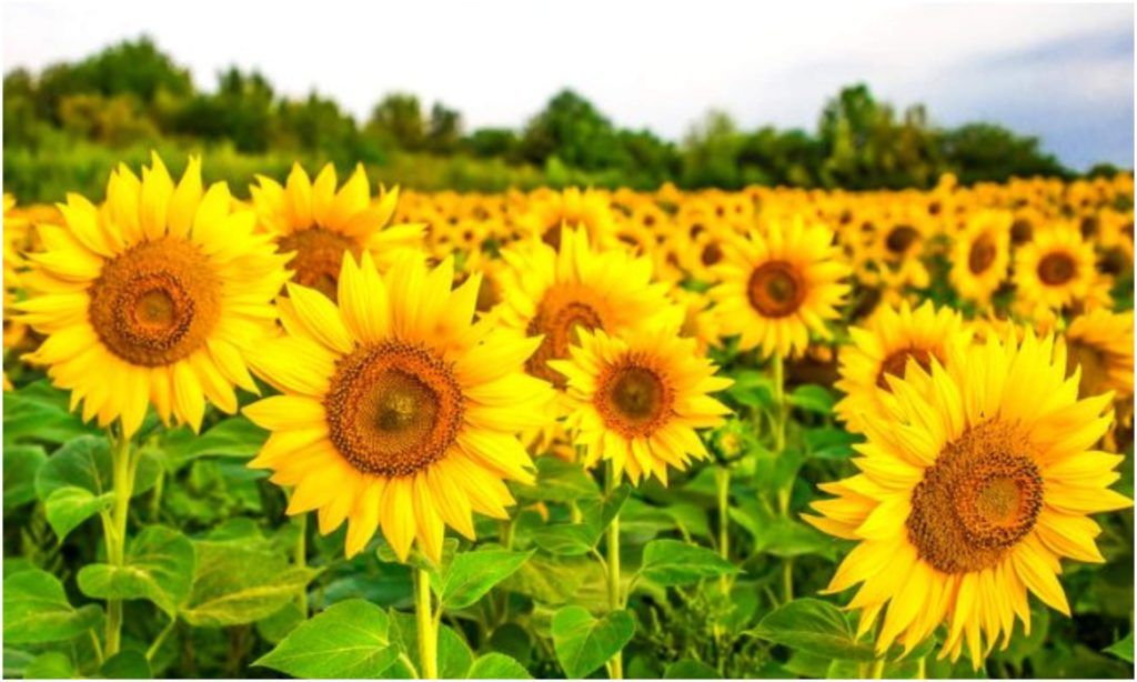 Sunflower Bonsai Seeds (সূর্যমুখী ফুল বীজ) - 20 Pcs Seeds