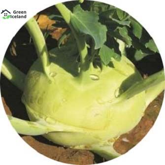 Kohlrabi Vegetables Seeds(ওলকপি বীজ) - 300+ Pcs Seeds