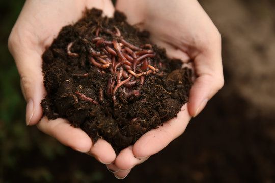 Vermicompost - 1kg vermi compost fertilizer good quality
