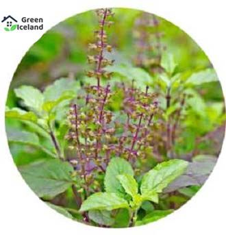 Global Basil / Tulsi Seeds (????? ???) - 15 Pcs Seeds