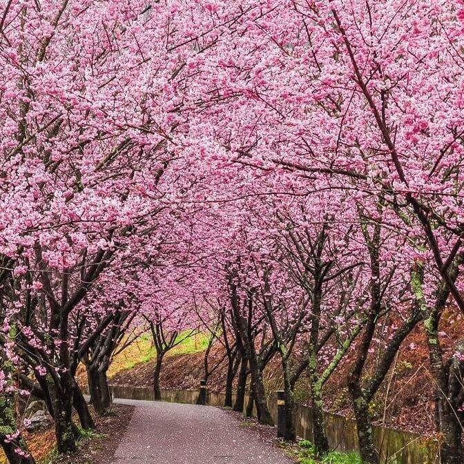 Sakura tree seeds- 30 pcs Seeds