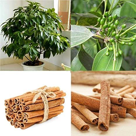 All Season Japanese Radiata Flower Seeds - 30 Pcs Seeds