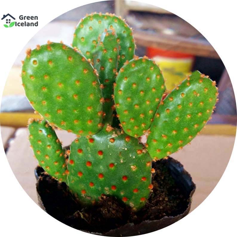 20 Pcs Rare Opuntia Microdasys Cactus Seeds -20 Pcs Seeds