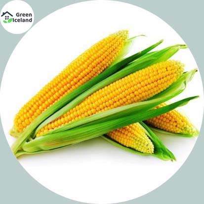 Organic Sweet Corn Seeds (ভুট্টা বীজ) - 50 Pcs Seeds