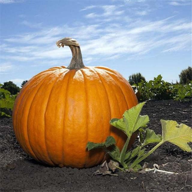 Atlantic Giant Pumpkin King Pumpkin Generation Hybrid 10pcs