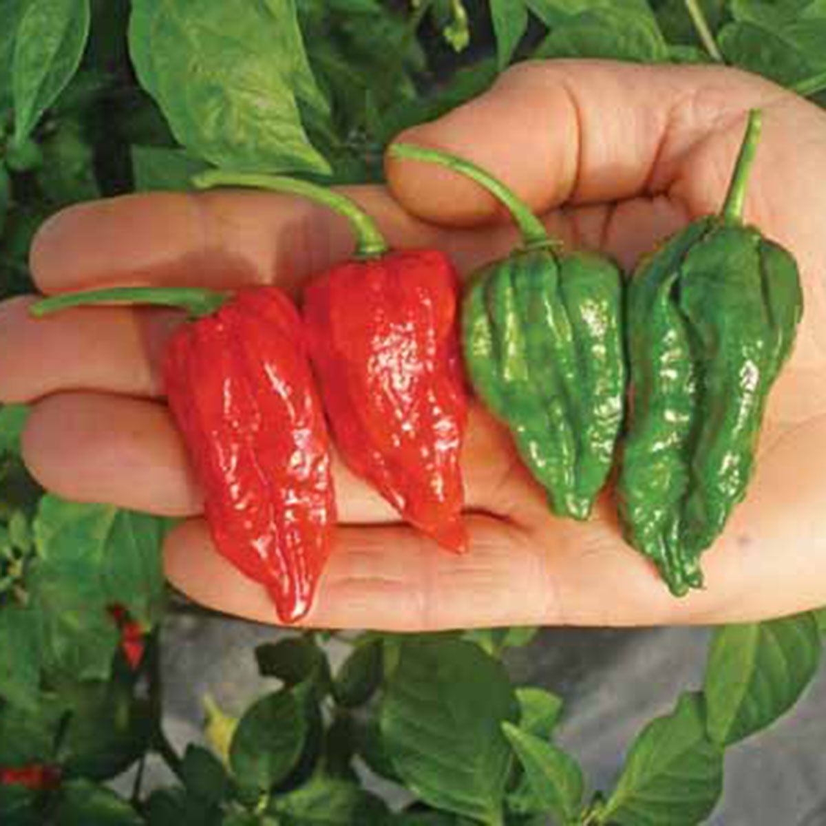 2 paket Perennial Bombay Pepper Chili Seed Intake Packet (2Intact Packet)