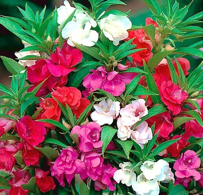 20 Pcs Global Rare Balsam Flower Seeds - 20 Pcs Seeds