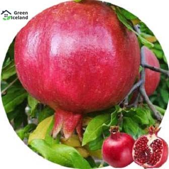 Global Vedana Fruit Bonsai Seeds (বেদানা বীজ)- 20 Pcs Seeds