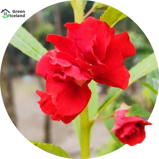 20 Pcs Global Balsam Flower Seeds(?????? ????? ???)- 20 Pcs Seeds