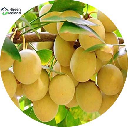 5 Pcs Ginkgo Biloba Bonsai Seeds Easy to Grow - 5 Pcs Seeds