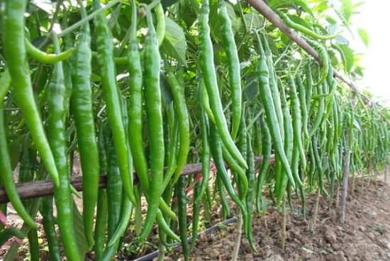 Jing Cai Zi Pepper bonsai organic vegetable bonsais- 20Pcs seeds