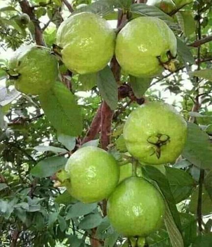Deshi Guava Seed- 20Pcs seeds