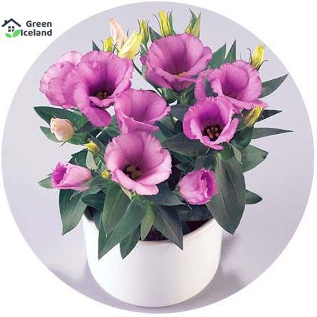 Global Eustoma Flower bonsai Seeds - 10 Pcs Seeds