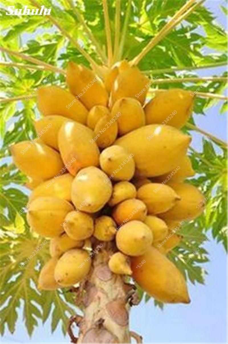 Fruit Bonsai Plant Yellow Gold Papaya Tree Juicy Fruit Potted Unique Rare Home Garden Plant & seed Easy to Grow-10Pcs seeds