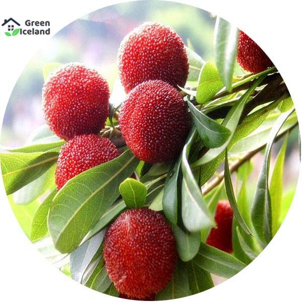 Global Arbutus Seeds - 5 Pcs Seeds