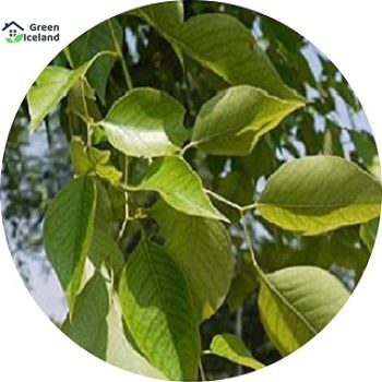 All Season Scented Rosewood / Sisso Tree Seeds - 30 Pcs Seeds