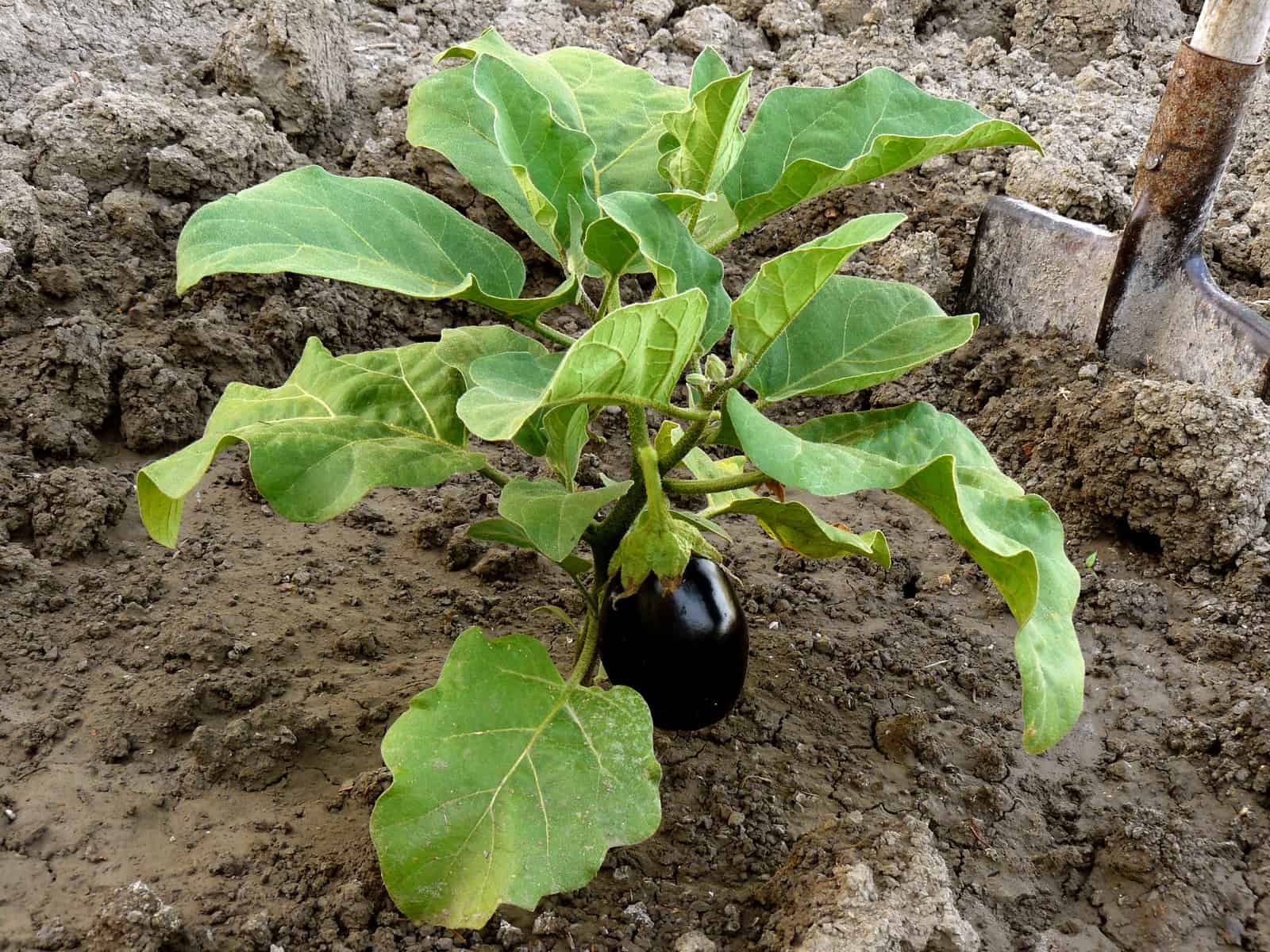 100 pieces Eggplant Seeds -(?????-??? ?? ???)