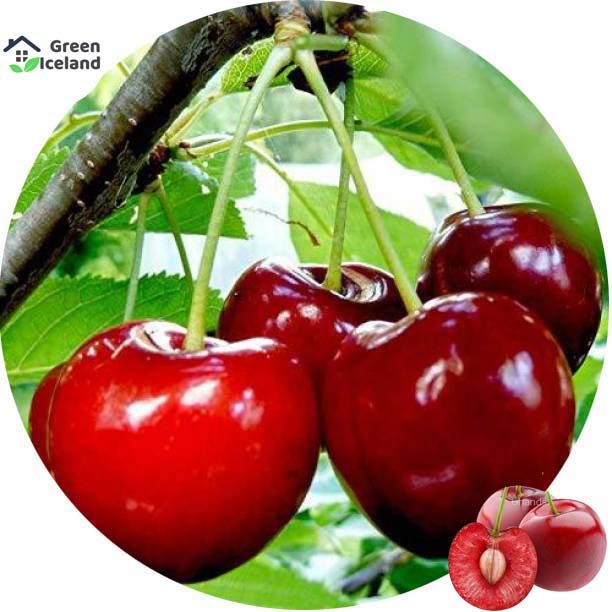 All Season Sweet Cherry Plant Seeds - 5 Pcs Seeds