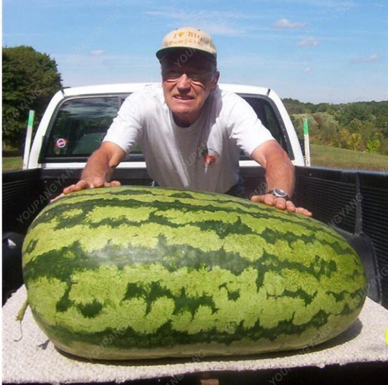 Lazy Melon King Watermelon Bonsai Red Meat Garden Balcony Potted Vegetables 10Pcs seeds
