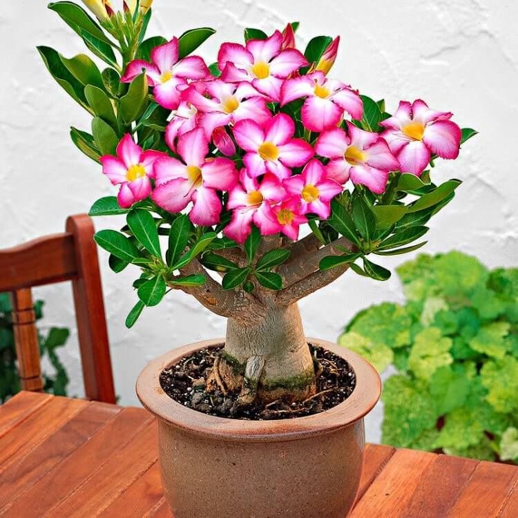 10 Pcs Global Beautiful Desert Rose Flower Bonsai Seeds