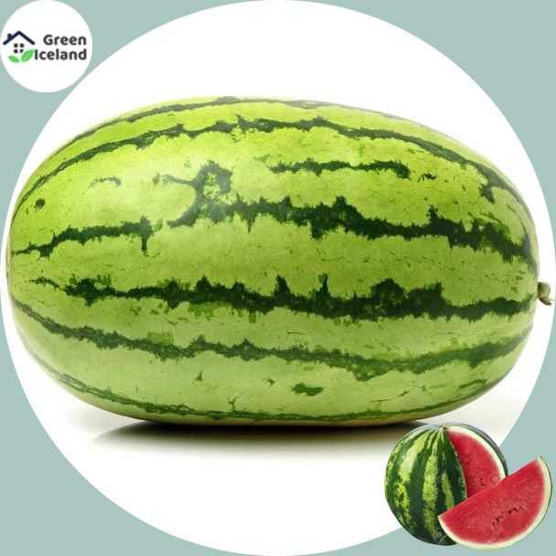 10 Pcs Global Lazy King Watermelon SeedS