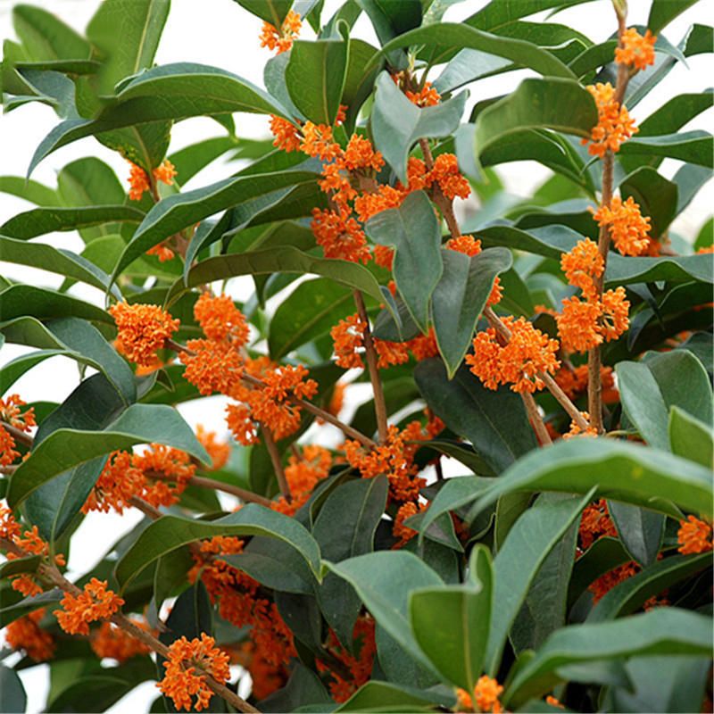 5 Pcs(বীজ) Sweet Scented Osmanthus Seeds Sweet Scented Osmanthus