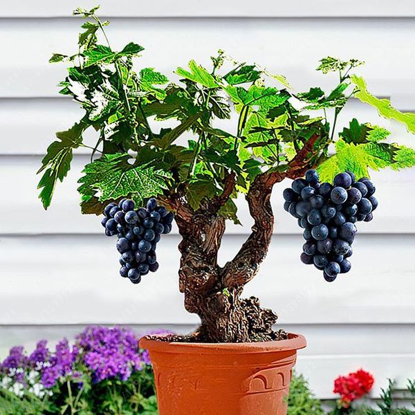 Grape Seeds as Picture Tree -50pcs (আঙ্গুর বীজ -50 পিস)