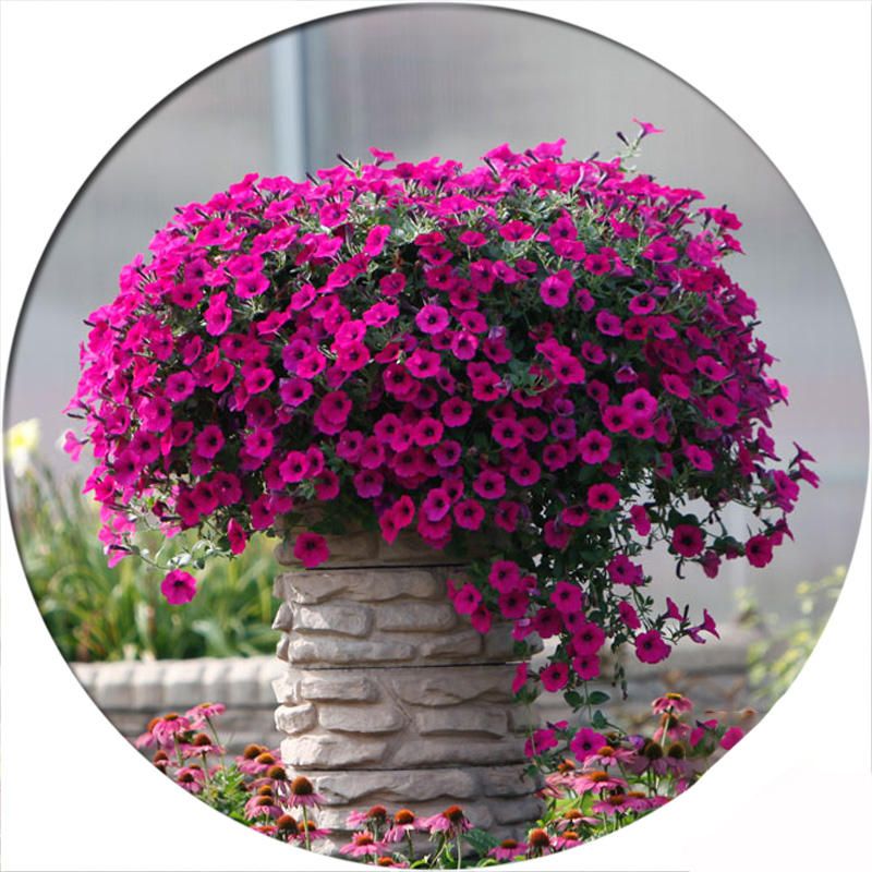 50Pcs Petunia Seeds Bonsai Seeds Rare Variety Hardy Lasting Balcony Yard Flowers Seeds Easy to Grow for Home Garden Plants