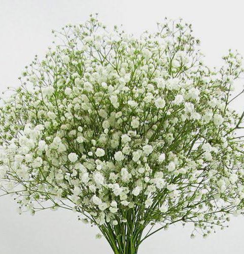 Gypsy Flower 15 seeds (Repack & include gift- 3 items.)