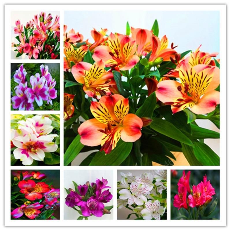 100pcs Dwarf Eustoma bonsais Spring Sowing Autumn bonsais Indoor Flowers Balcony Potted wedding decoration- 100Pcs seeds