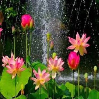 Lotus Flower Seeds- 5Pcs seeds