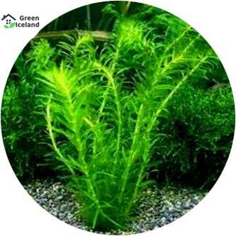 50 Pcs All Season Aquarium Moss Bonsai Grass Seeds