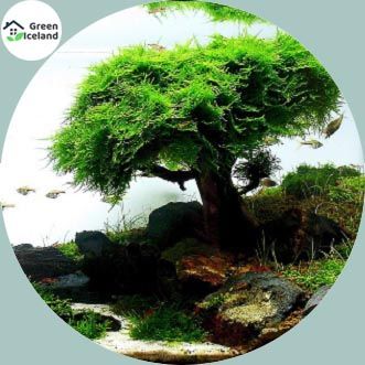 Global Aquarium Plant Pine Tree Bonsai Seeds - 10 Pcs Seeds