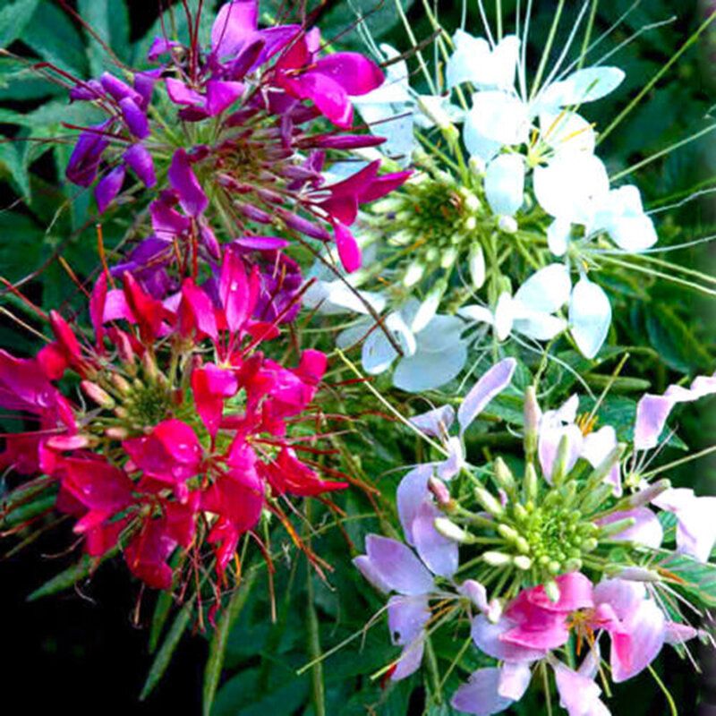 40 Pcs/Pack Cleome Spinosa Seeds Mixed Flower Hassleriana Bonsai for Home Garden Plant