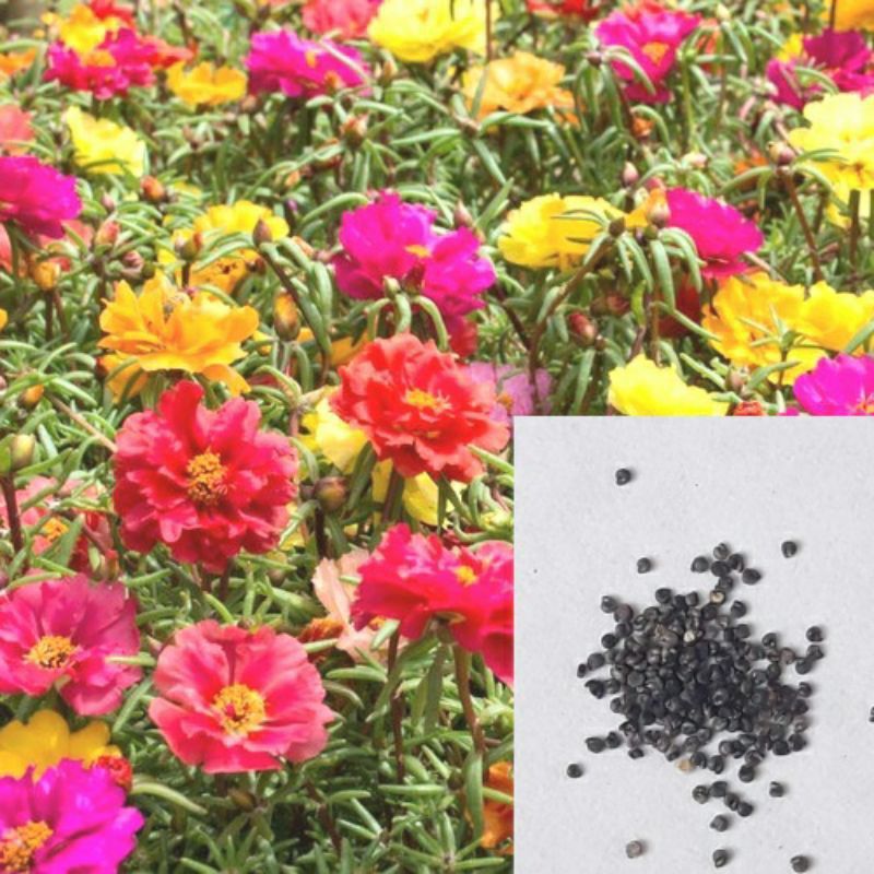 Imported Global Balsam Flower Seeds- 20 Pcs Seeds